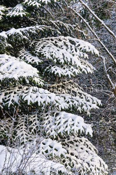 491036 - Oriental spruce (Picea orientalis)
