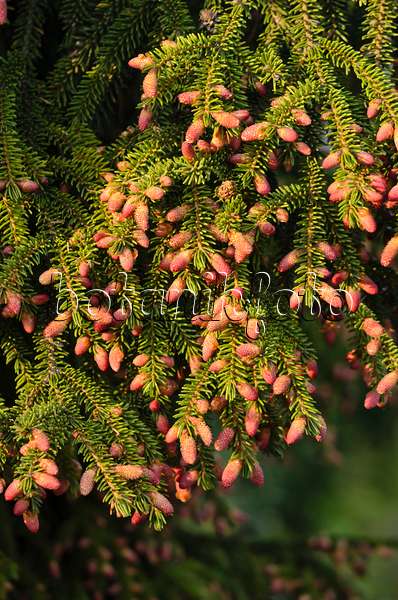 544036 - Oriental spruce (Picea orientalis)
