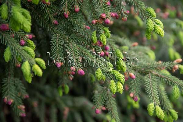 616444 - Oriental spruce (Picea orientalis)