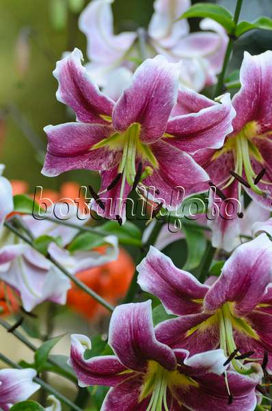 498171 - Oriental trumpet lily (Lilium Erfordia)