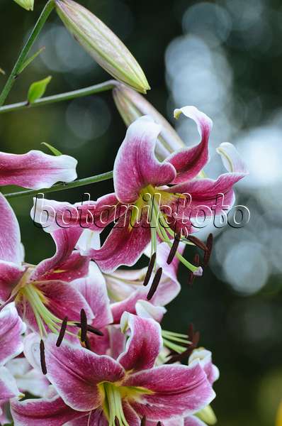 498172 - Oriental trumpet lily (Lilium Erfordia)