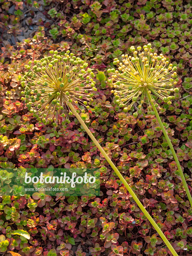 414048 - Ornamental onion (Allium)