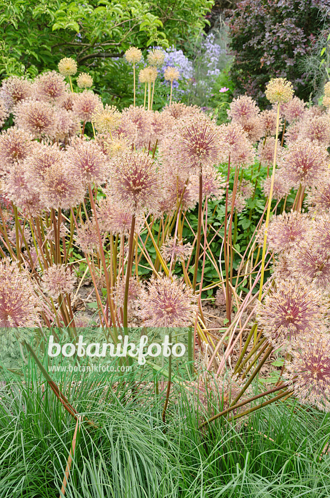 486069 - Ornamental onion (Allium)