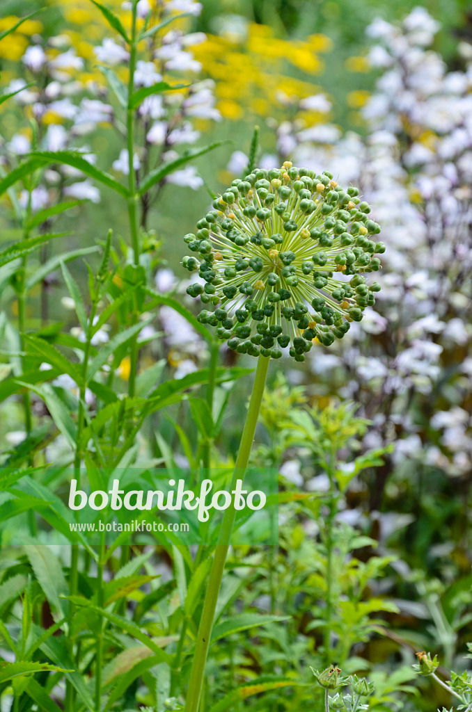 497052 - Ornamental onion (Allium)