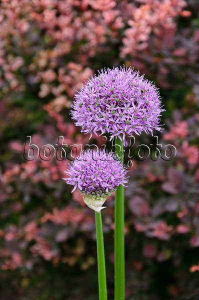 508128 - Ornamental onion (Allium)