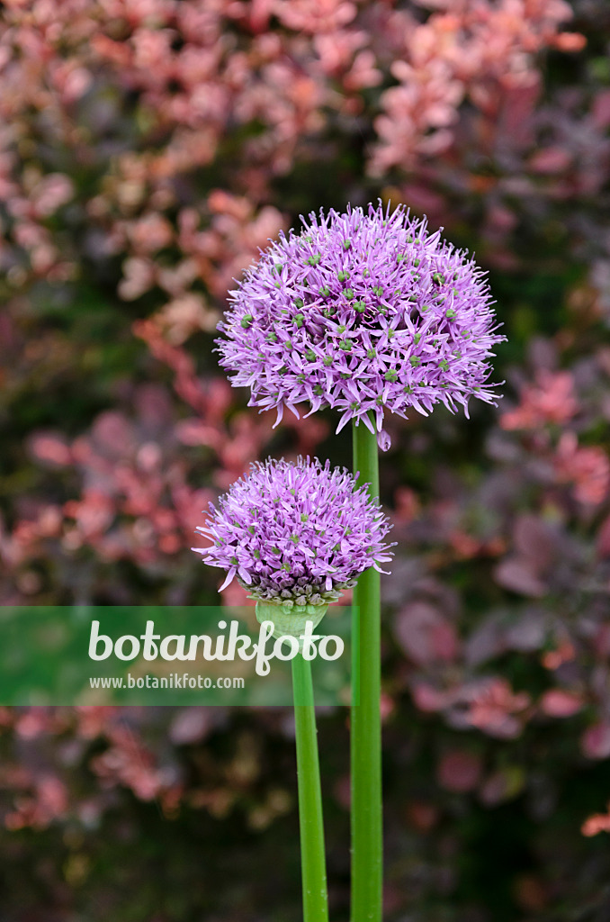 508128 - Ornamental onion (Allium)