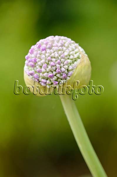 521262 - Ornamental onion (Allium)
