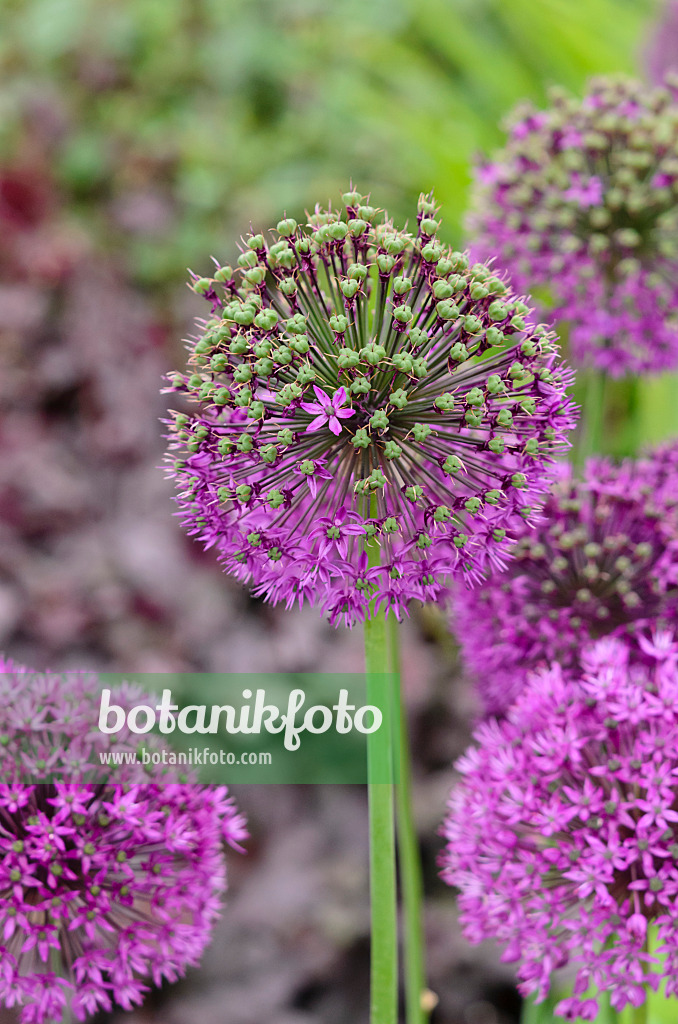 533483 - Ornamental onion (Allium)