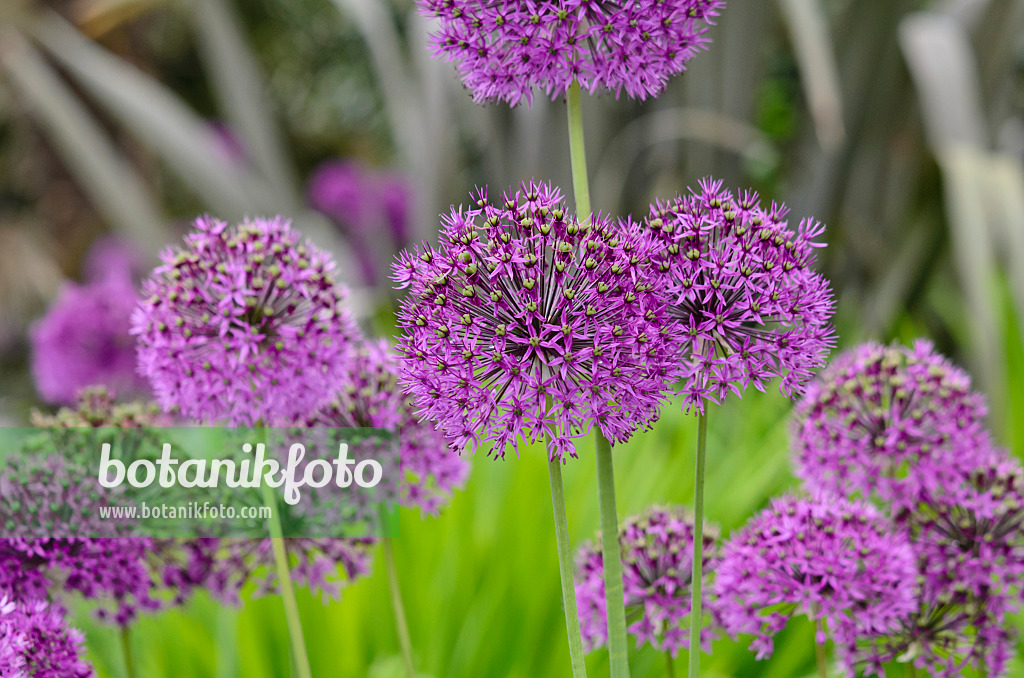 533484 - Ornamental onion (Allium)