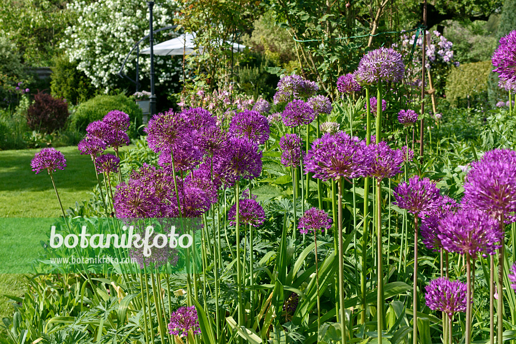 568009 - Ornamental onion (Allium)