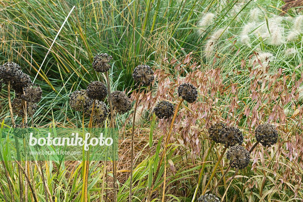 549190 - Ornamental onion (Allium) and bamboo grass (Chasmanthium latifolium syn. Uniola latifolia)