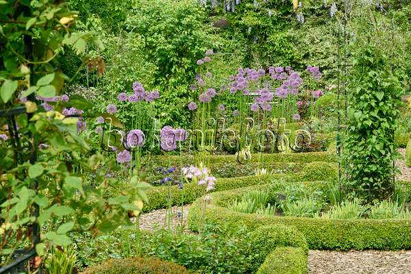 556057 - Ornamental onion (Allium) and boxwoods (Buxus) in a rose garden