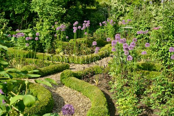 556063 - Ornamental onion (Allium) and boxwoods (Buxus) in a rose garden