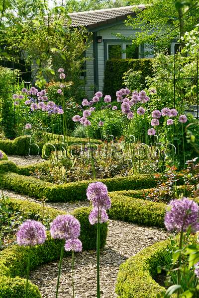 556064 - Ornamental onion (Allium) and boxwoods (Buxus) in a rose garden