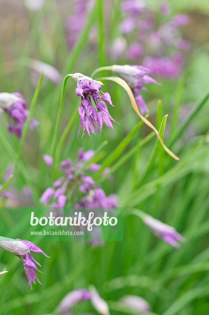 485085 - Ornamental onion (Allium cyathophorum var. farreri)