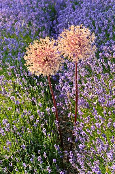 486001 - Ornamental onion (Allium) and lavender (Lavandula)