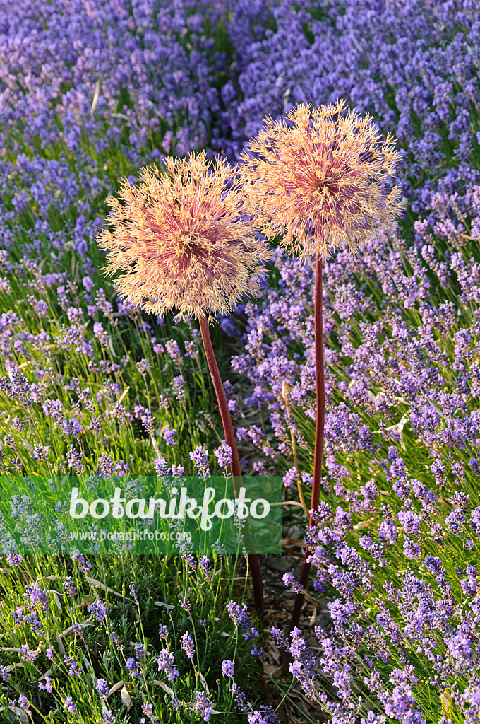 486001 - Ornamental onion (Allium) and lavender (Lavandula)