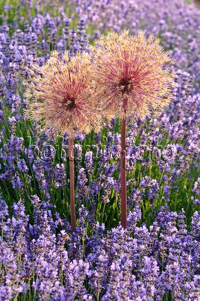 486002 - Ornamental onion (Allium) and lavender (Lavandula)