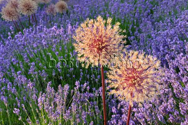 486003 - Ornamental onion (Allium) and lavender (Lavandula)