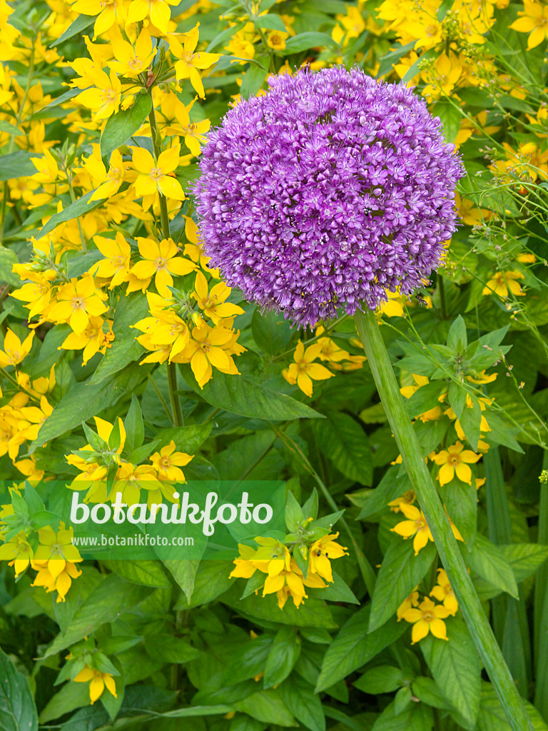 402148 - Ornamental onion (Allium) and loosestrife (Lysimachia)