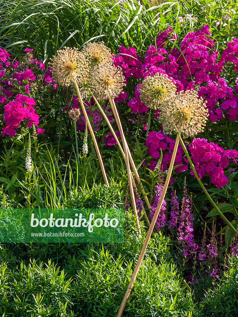 403044 - Ornamental onion (Allium) and phlox (Phlox)