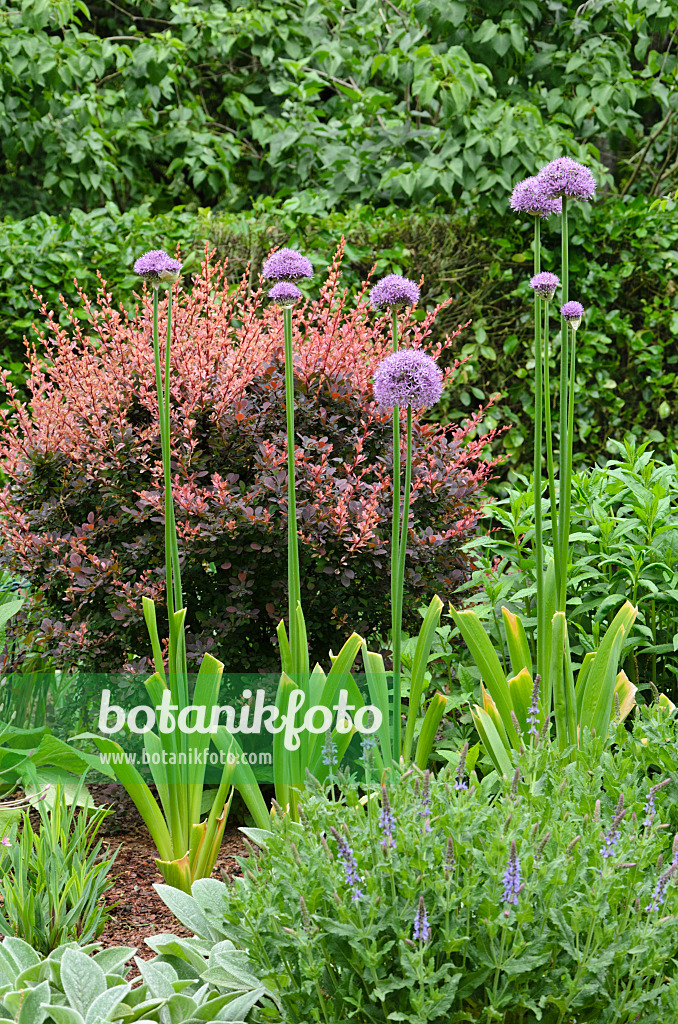 508129 - Ornamental onion (Allium) and purple leaf barberry (Berberis thunbergii 'Atropurpurea')