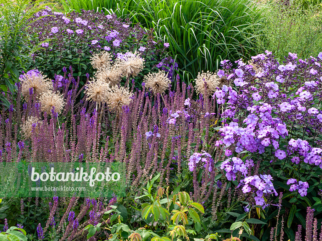 462122 - Ornamental onion (Allium), sage (Salvia) and phlox (Phlox)