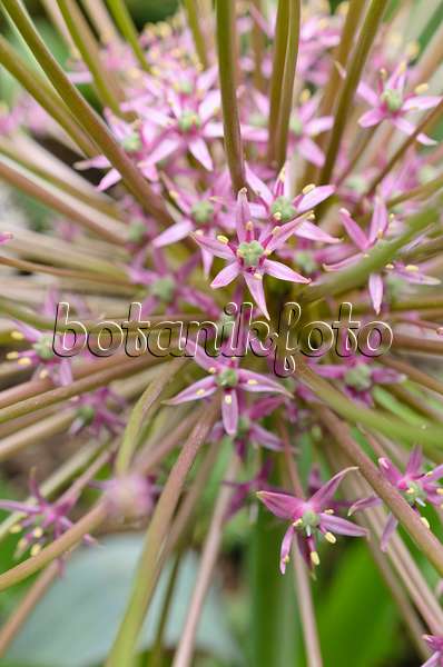 508160 - Ornamental onion (Allium schubertii)