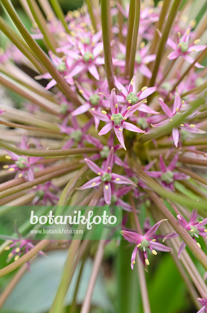 508160 - Ornamental onion (Allium schubertii)