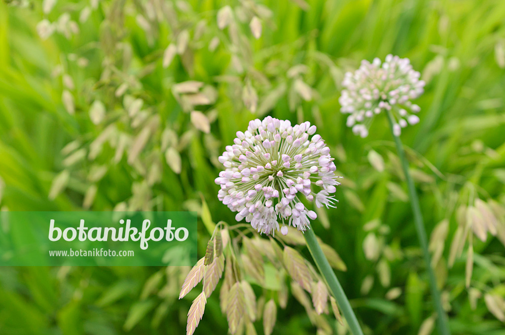 487084 - Ornamental onion (Allium schubertii) and bamboo grass (Chasmanthium latifolium syn. Uniola latifolia)