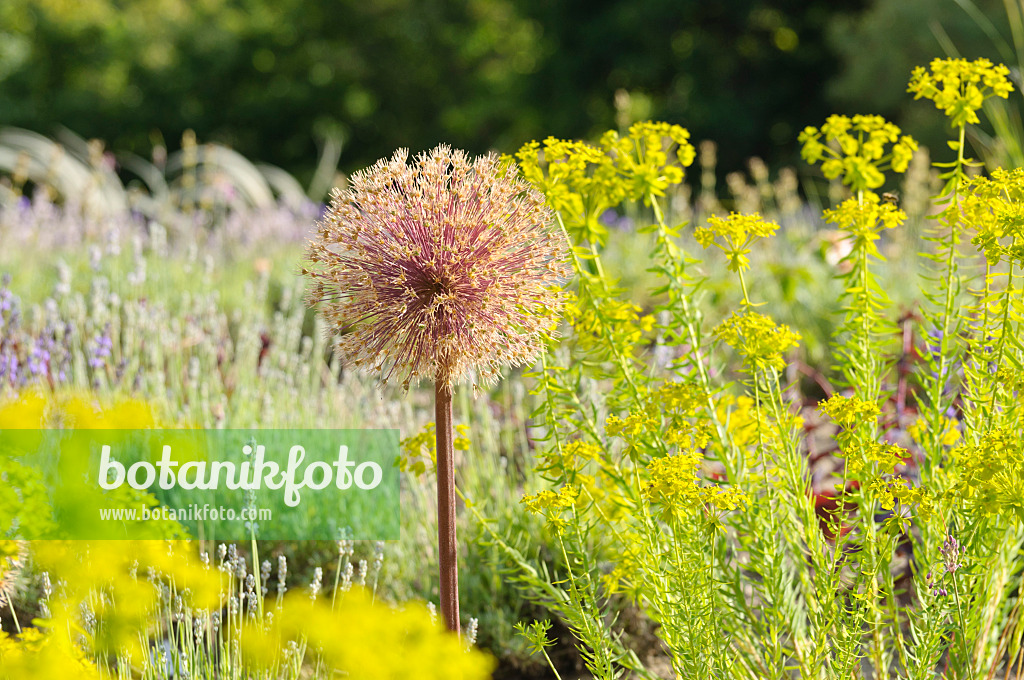 485195 - Ornamental onion (Allium) and spurge (Euphorbia)