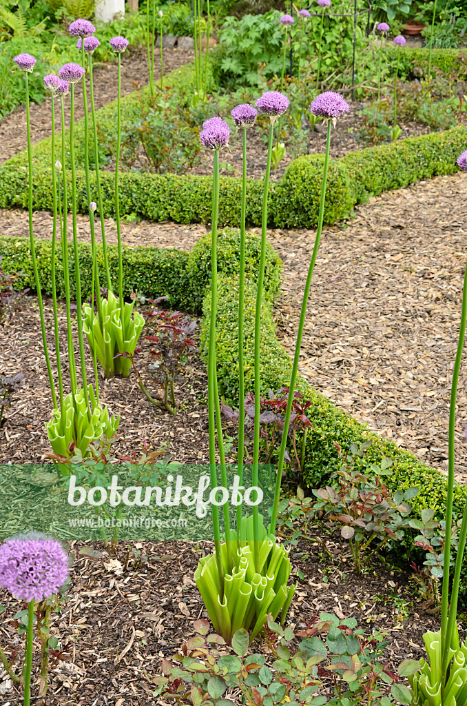 544127 - Ornamental onion (Allium) with cut leaves