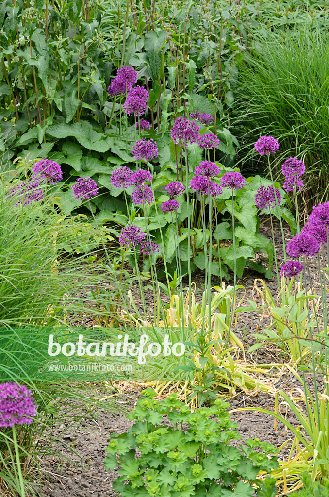 544135 - Ornamental onion (Allium) with withered leaves