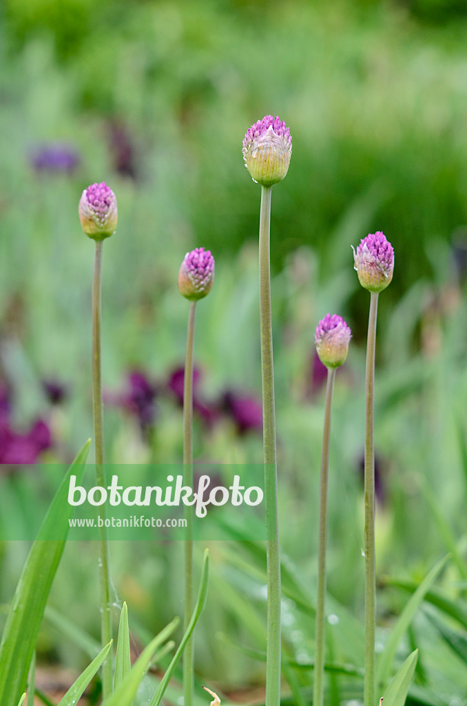 520134 - Ornamental onions (Allium)