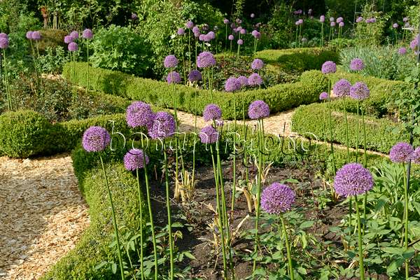 568012 - Ornamental onions (Allium) and boxwoods (Buxus) in a rose garden
