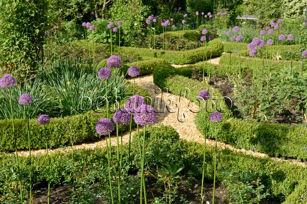 568013 - Ornamental onions (Allium) and boxwoods (Buxus) in a rose garden