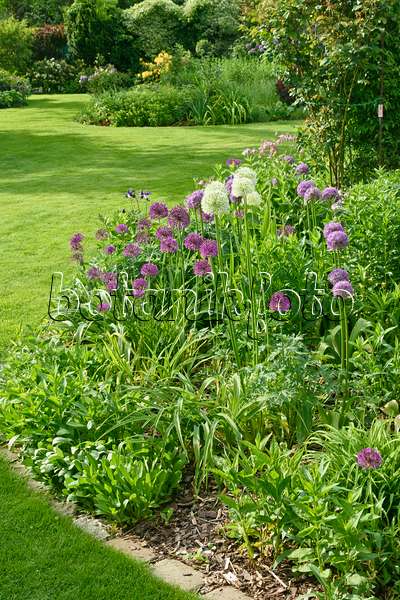 556065 - Ornamental onions (Allium) in a perennial garden