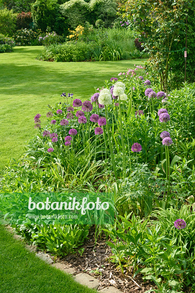 556065 - Ornamental onions (Allium) in a perennial garden