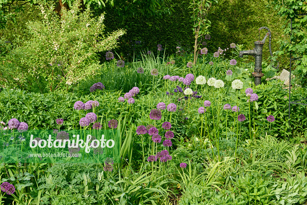 556073 - Ornamental onions (Allium) in a perennial garden