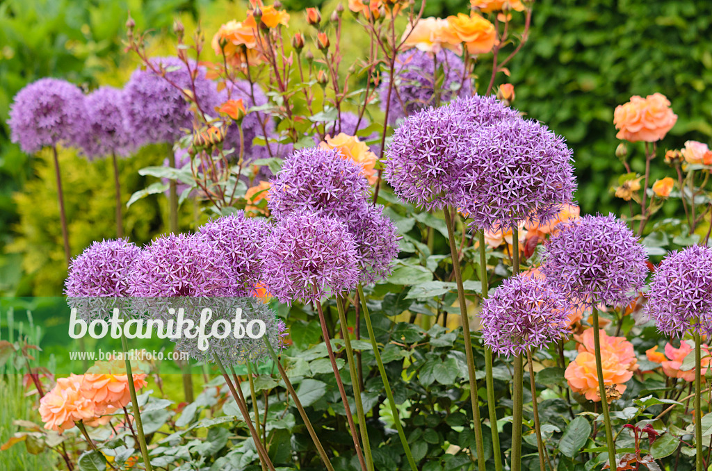 533611 - Ornamental onions (Allium) and roses (Rosa)