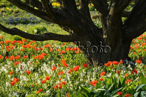 495200 - Ornithogale à fleurs penchées (Ornithogalum nutans) et tulipes (Tulipa)