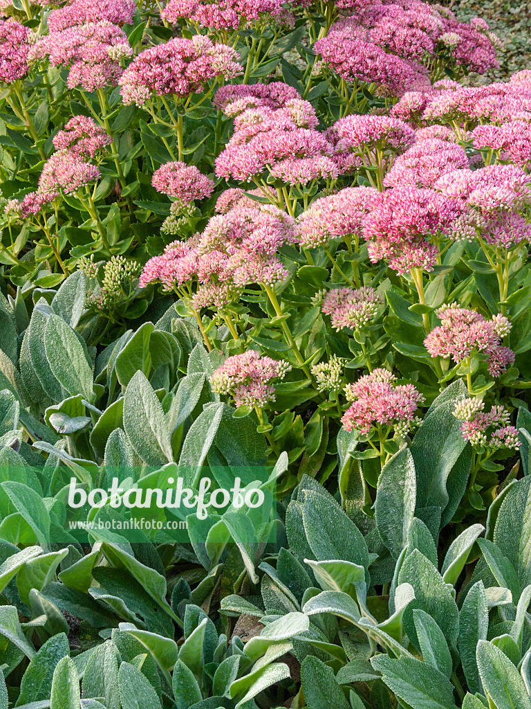 405033 - Orpin reprise (Sedum telephium 'Herbstfreude' syn. Hylotelephium telephium 'Herbstfreude')