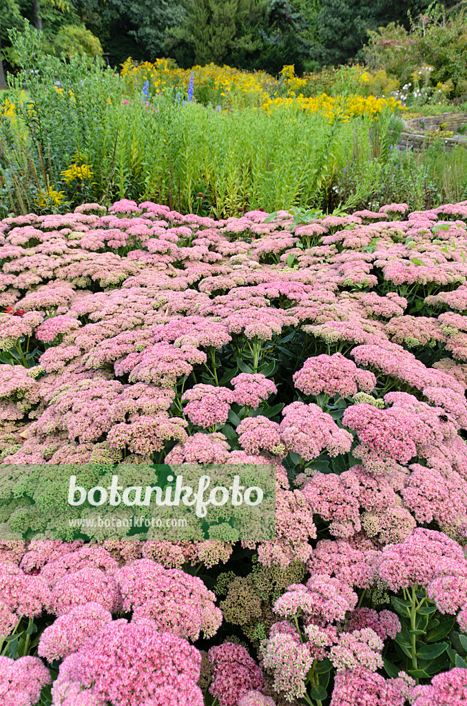 500020 - Orpin reprise (Sedum telephium 'Herbstfreude' syn. Hylotelephium telephium 'Herbstfreude')