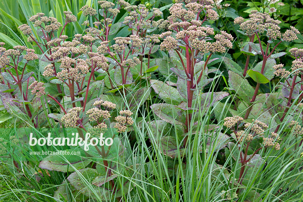 452157 - Orpin reprise (Sedum telephium 'Matrona' syn. Hylotelephium telephium 'Matrona') et Pennisetum alopecuroides 'Hameln'