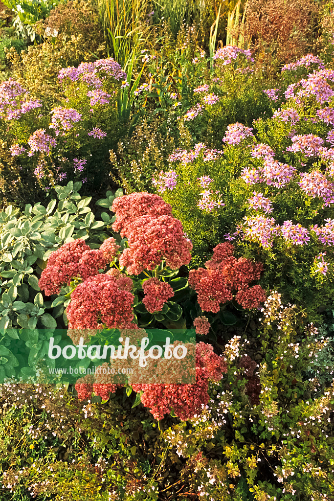 382017 - Orpine (Sedum telephium 'Herbstfreude' syn. Hylotelephium telephium 'Herbstfreude')