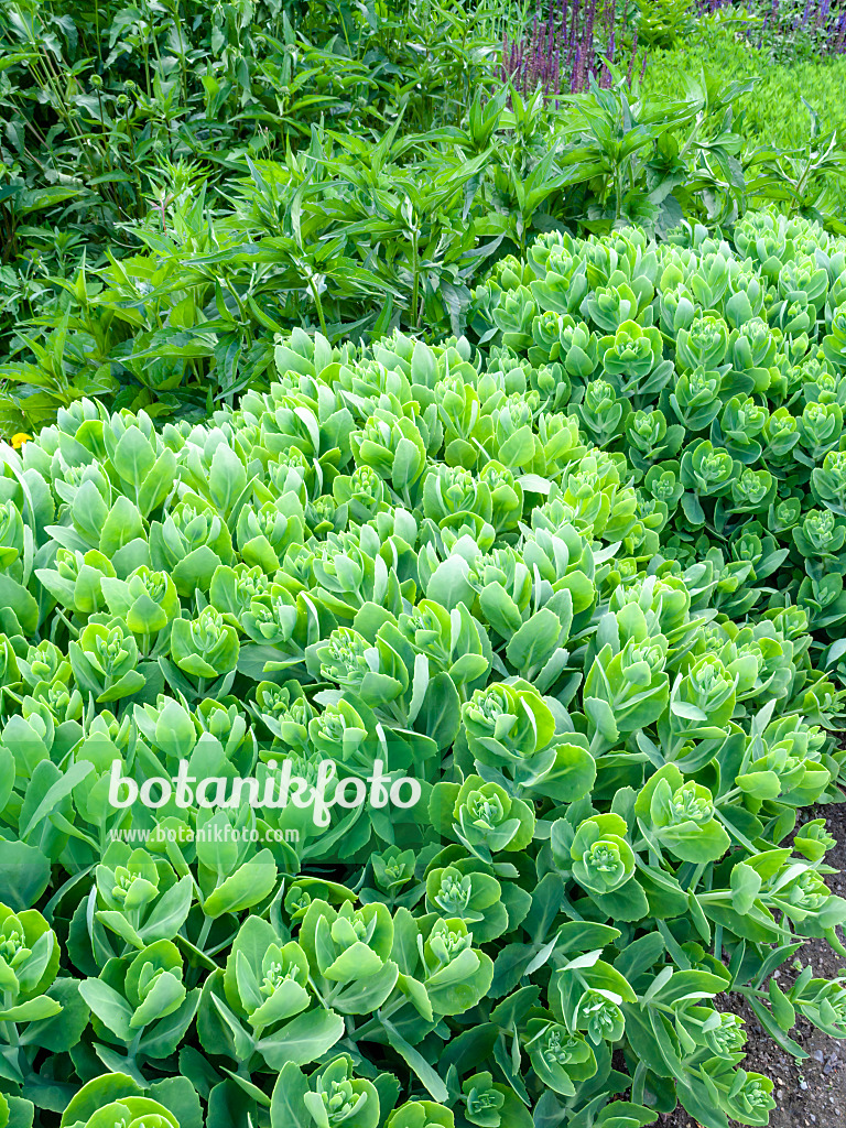 461093 - Orpine (Sedum telephium 'Herbstfreude' syn. Hylotelephium telephium 'Herbstfreude')