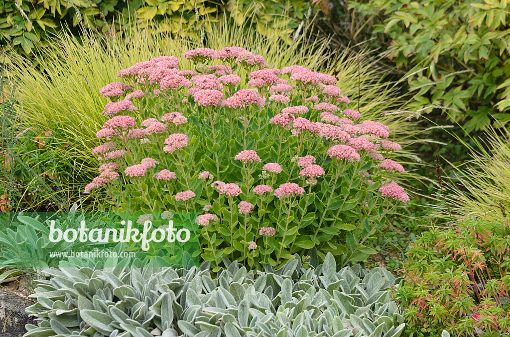 572012 - Orpine (Sedum telephium syn. Hylotelephium telephium) and lamb's ears (Stachys byzantina)