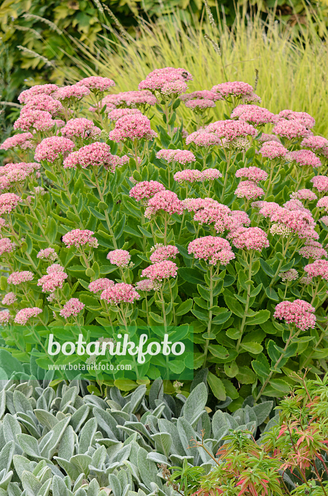 572013 - Orpine (Sedum telephium syn. Hylotelephium telephium) and lamb's ears (Stachys byzantina)