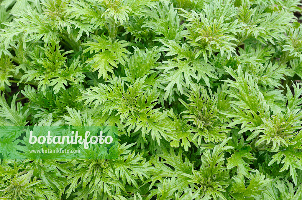 483167 - Ortie à feuille de chanvre (Urtica cannabina)