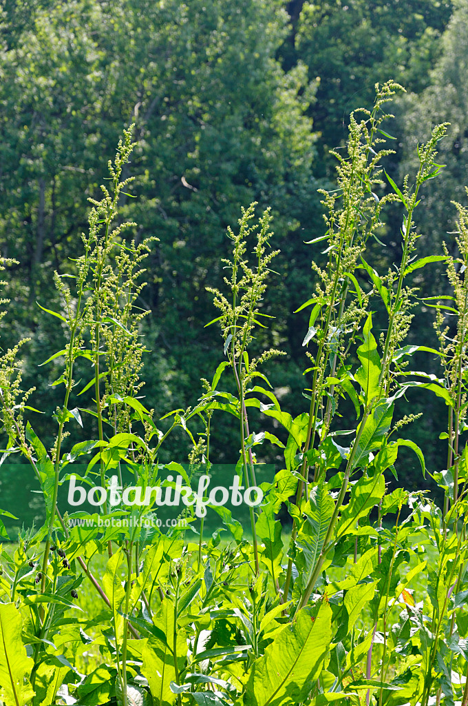 484284 - Oseille-épinard (Rumex patientia)